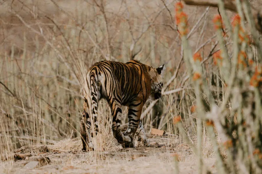 Heart of India private tour